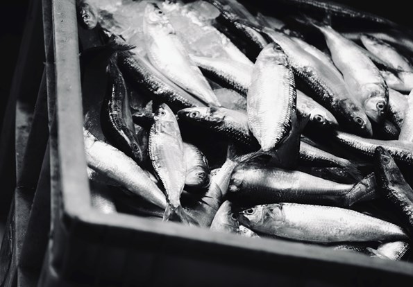 Like shooting phish in a barrel Image 1